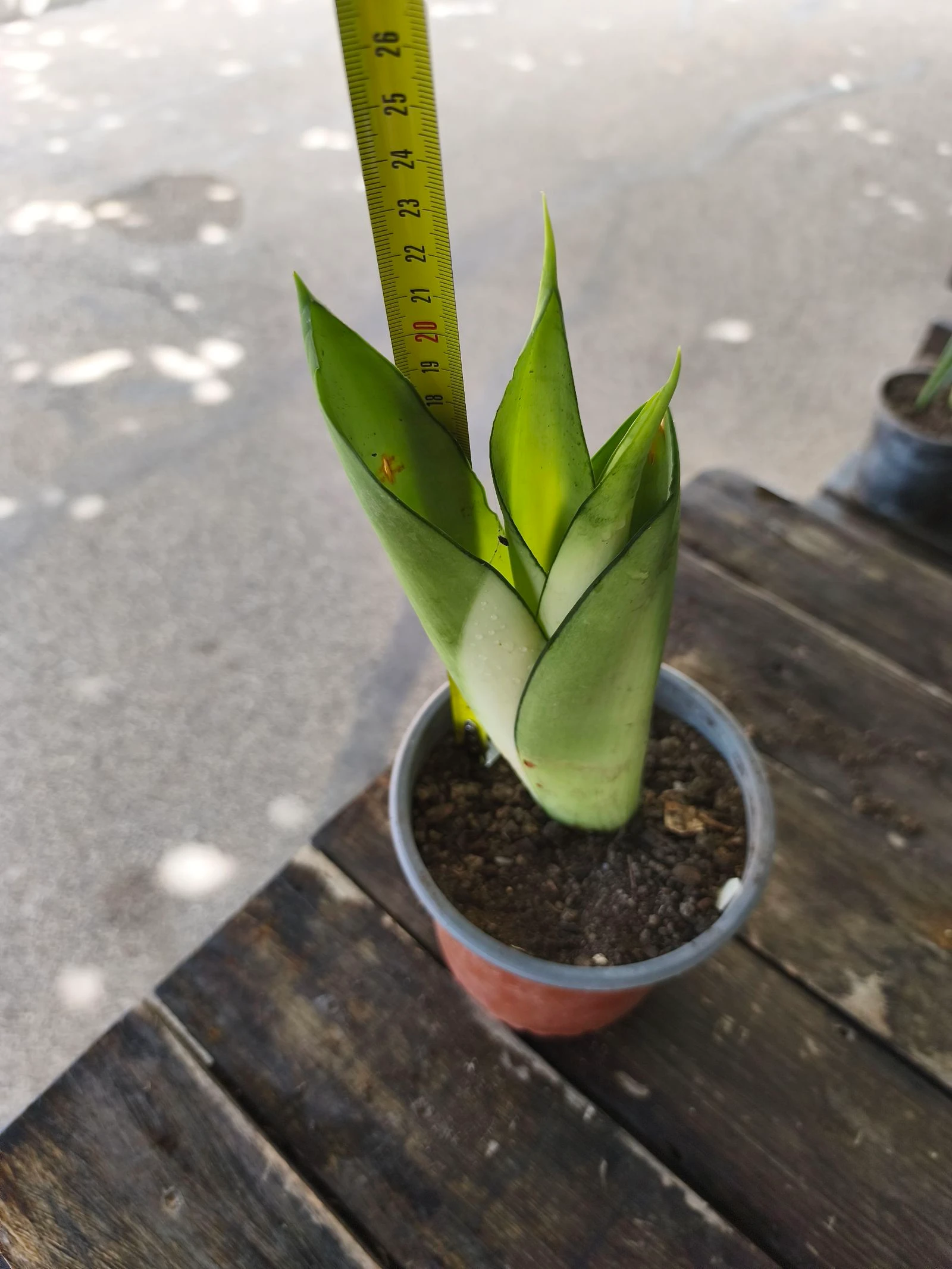 Planta sansirveria – photo 2